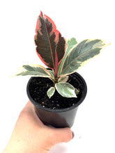 Load image into Gallery viewer, Ficus Elastica Ruby