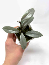 Load image into Gallery viewer, Hoya Wilbur Graves Silver C