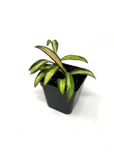 Load image into Gallery viewer, Hoya Kentiana Variegated