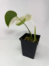 Load image into Gallery viewer, Monstera Deliciosa Albo Variegated G