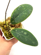 Load image into Gallery viewer, Hoya Rintzii (Borneo)