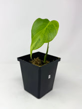 Load image into Gallery viewer, Monstera Deliciosa Aurea Variegated A