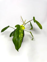 Load image into Gallery viewer, Philodendron Florida Beauty A