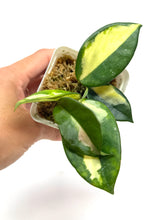 Load image into Gallery viewer, Hoya Carnosa ‘Krimson Princess’