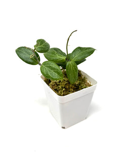 Hoya Fitchii