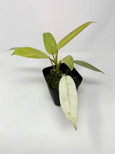 Load image into Gallery viewer, Philodendron Whipple Way E