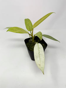 Philodendron Whipple Way E