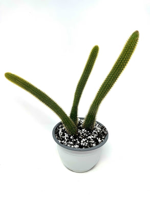 Cleistocactus Winteri ‘Golden Rat Tail’ (Ships within Canada only)