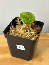 Load image into Gallery viewer, 168. Monstera Peru Variegated