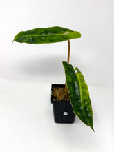 Load image into Gallery viewer, Philodendron Billietiae Variegated D