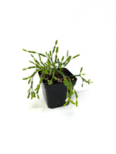 Load image into Gallery viewer, Rhipsalis Salicornioides “Drunkard’s Dream” (Ships within Canada only)