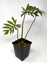 Load image into Gallery viewer, Philodendron Mayoi