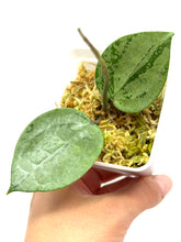 Load image into Gallery viewer, Hoya Verticillata Heart Leaf Silver