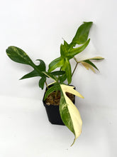 Load image into Gallery viewer, Philodendron Florida Beauty A
