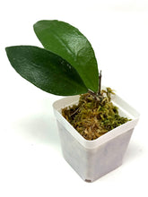 Load image into Gallery viewer, Hoya Kloppenburgii