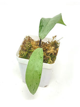 Load image into Gallery viewer, Hoya Pubicalyx Pink Silver Ghost F