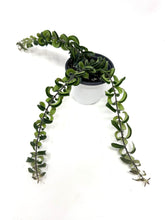 Load image into Gallery viewer, Aeschynanthus Radicans ‘Curly’