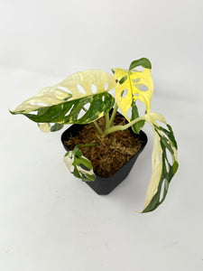 Monstera Adansonii Albo Variegated B