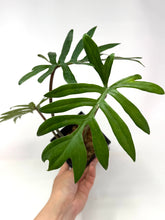 Load image into Gallery viewer, Philodendron Mayoi