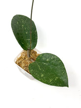 Load image into Gallery viewer, Hoya Glabra Silver H