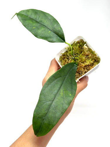 Hoya Narcissiflora
