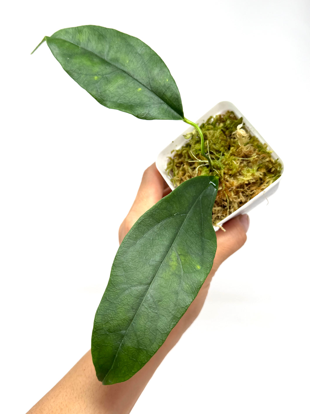 Hoya Narcissiflora