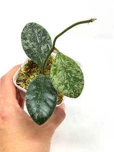 Hoya Waymaniae ‘Cloudy Sky’