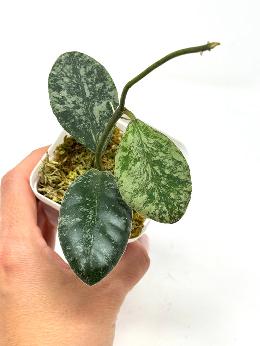 Hoya Waymaniae ‘Cloudy Sky’