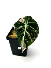 Load image into Gallery viewer, Alocasia Black Velvet Variegated B