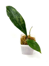 Load image into Gallery viewer, Hoya Estrellaensis