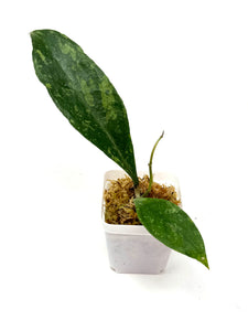 Hoya Estrellaensis