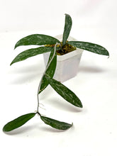 Load image into Gallery viewer, Hoya Minibelle Splash