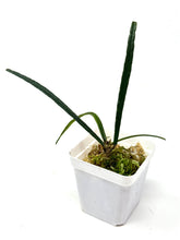 Load image into Gallery viewer, Hoya Insularis