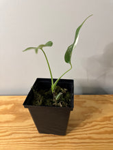 Load image into Gallery viewer, 75. Monstera Deliciosa Albo Variegated