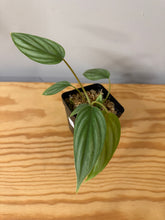 Load image into Gallery viewer, 143. Philodendron Mamei Silver Cloud