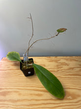 Load image into Gallery viewer, 2. Hoya Vitellinoides