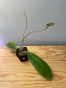 2. Hoya Vitellinoides