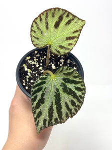 Begonia ‘Silver Jewel’