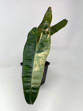 Load image into Gallery viewer, Philodendron Billietiae Variegated B