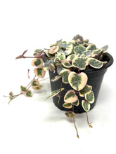 Load image into Gallery viewer, Ceropegia Woodii Variegated ‘String of Hearts’