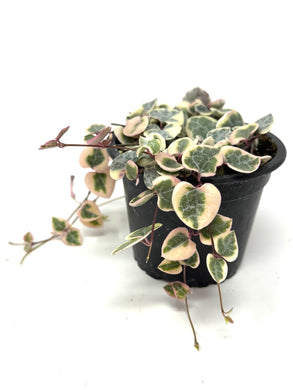 Ceropegia Woodii Variegated ‘String of Hearts’