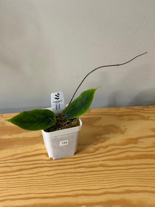 153. Hoya Inflata