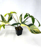 Load image into Gallery viewer, Philodendron Florida Beauty A