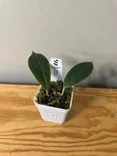 Load image into Gallery viewer, 68.  Hoya Vorapol