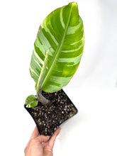 Load image into Gallery viewer, Musa Ae Ae Variegated Banana Tree (Ships within Canada only)