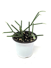 Load image into Gallery viewer, Rhipsalis Pilocarpa (ships within Canada only)