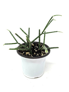 Rhipsalis Pilocarpa (ships within Canada only)
