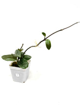 Load image into Gallery viewer, Hoya Carnosa Grey Ghost C