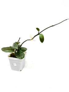 Hoya Carnosa Grey Ghost C