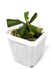 Load image into Gallery viewer, Hoya Manipurensis Variegated C